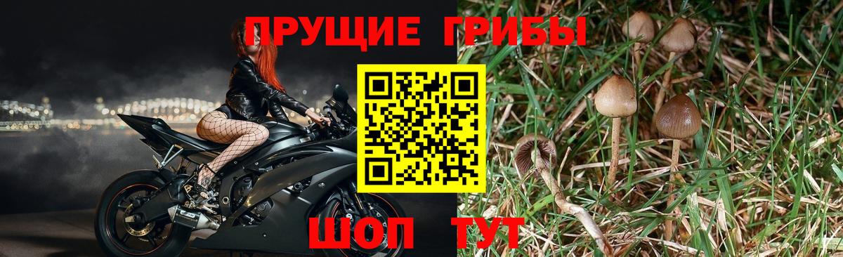 Псилоцибиновые грибы Psilocybine cubensis  Вход с VPN  Петропавловск-Камчатский 